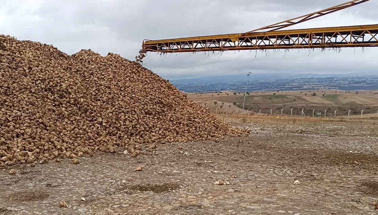 samsunda seker pancari hasadi basladi dLvRDkft