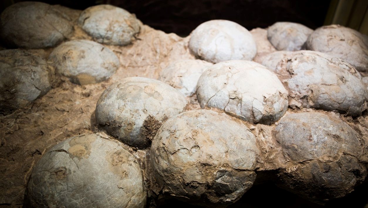 tarihte ilk kez bir dinozor yumurtasinin yasi hesaplandi O9mZe9eg