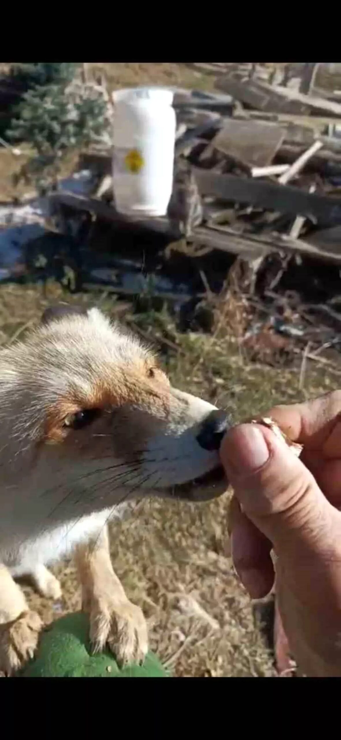 tilki ile dostluk rLyE96dk