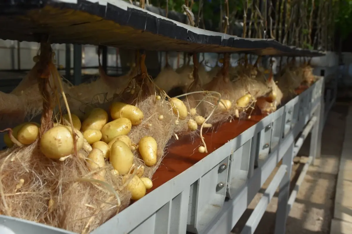 nigde patates arastirma enstitusunden yerli patates uretiminde basari T8Q7lwnY.jpg