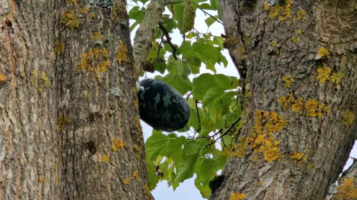 zonguldakta kaybolan genc kizin cesedi su kuyusunda bulundu glpWhTIt.jpg