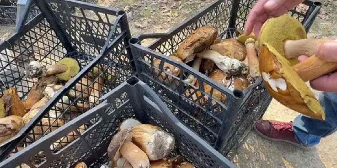 toplamaya giden eli bos donuyor kilosu 500 tlye cikti rjDpuK8l.jpg