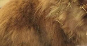 turunun-en-yaslisi-secildi-15-yil-yasiyla-rekor-kirdi-hiIzWyjG