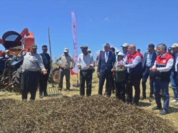 Gölbaşı’nda Firik Hasadı Başladı